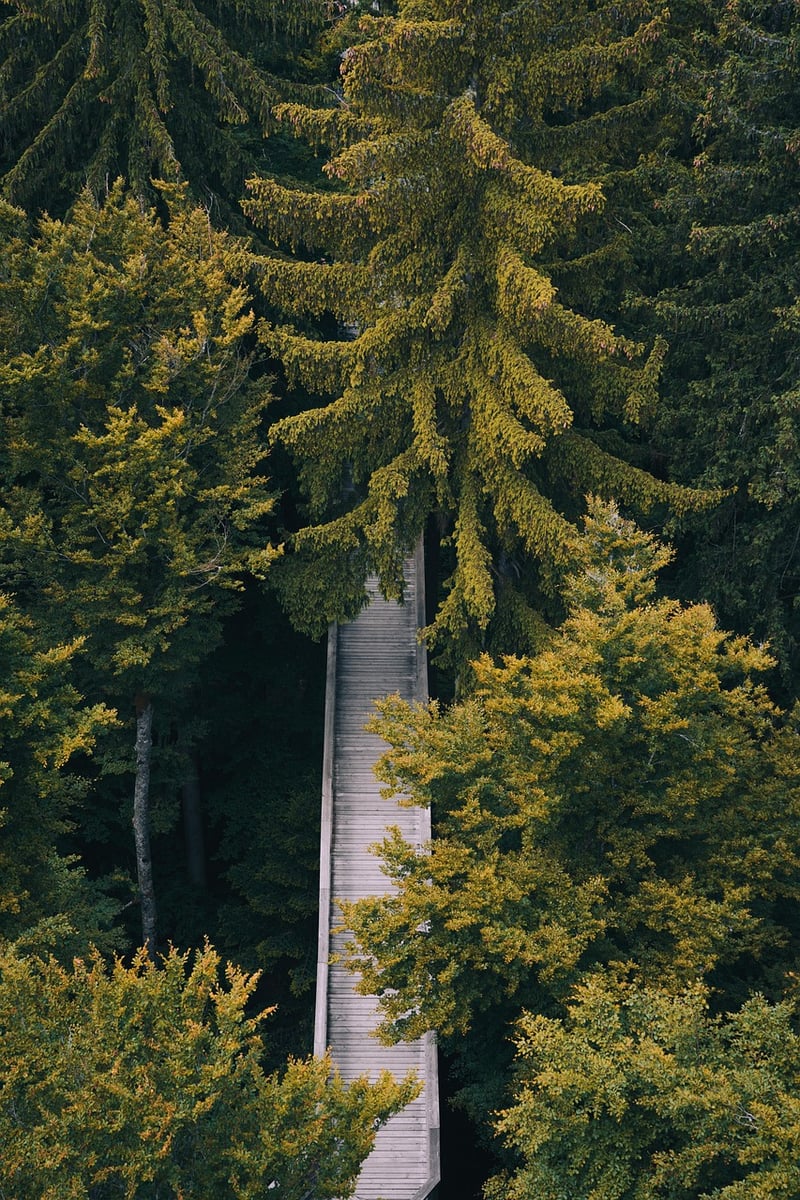 Mindful Walking in the Forest
