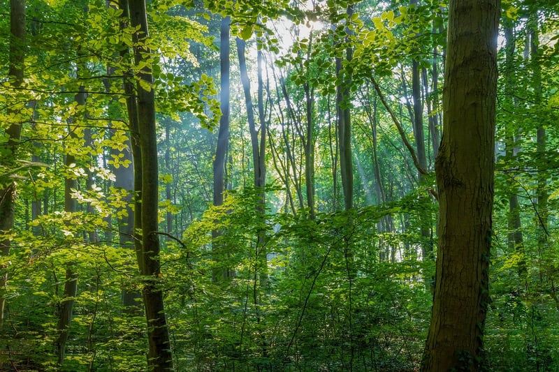 Sunlit Forest